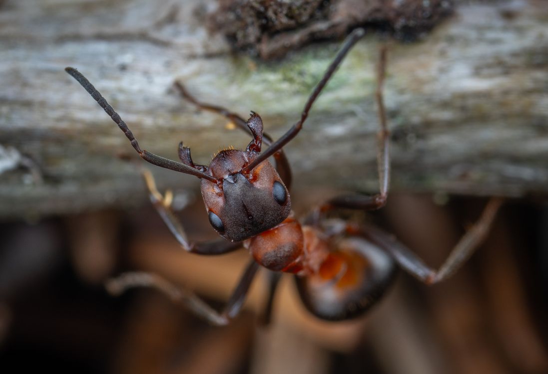 Close-up macro photograph of an ant