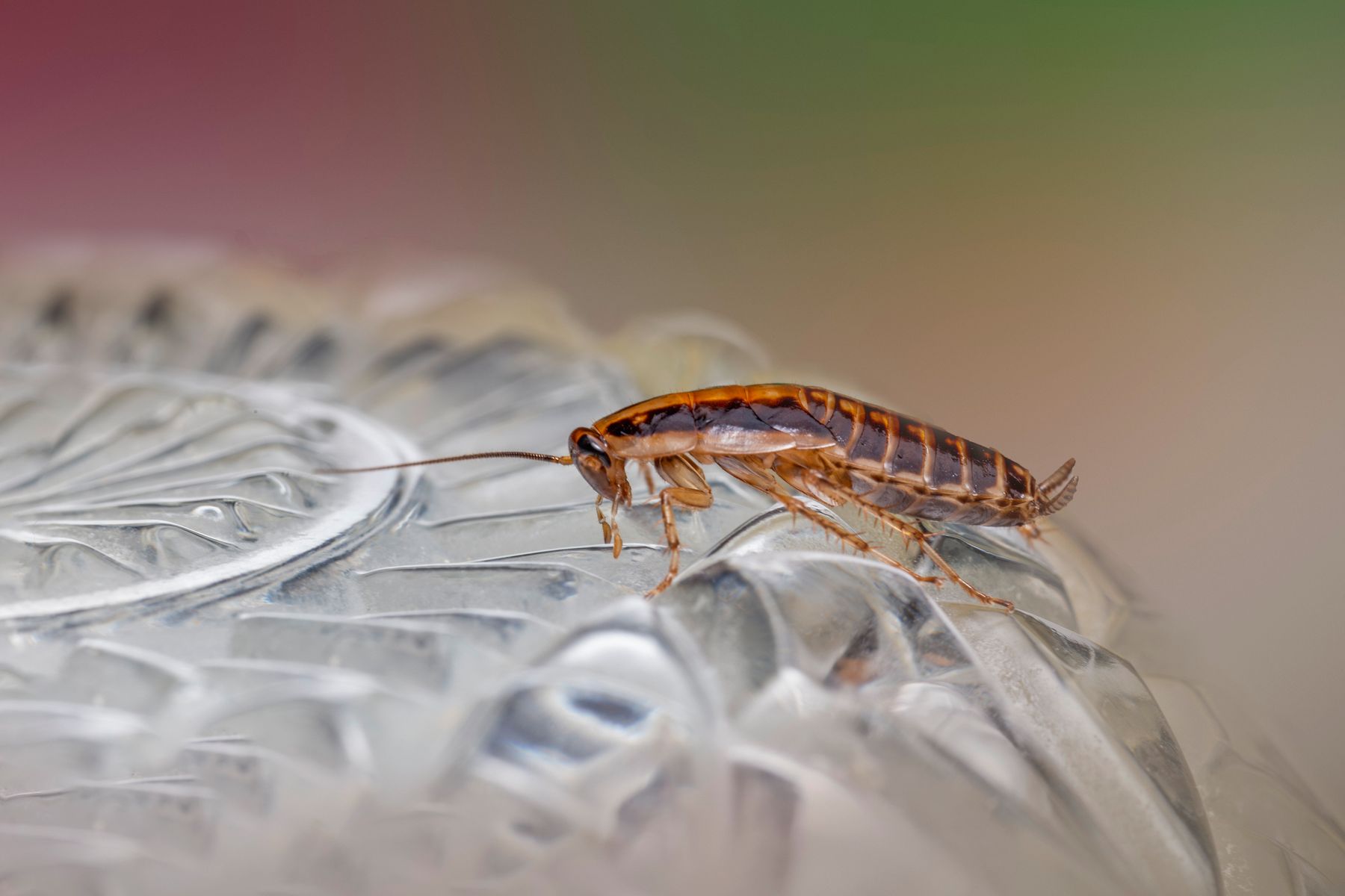 Macro photograph of a cockroach, a common household pest addressed by pest control services