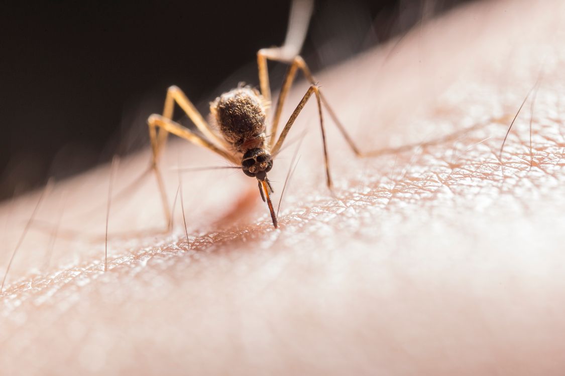 Macro photograph of a mosquito on skin