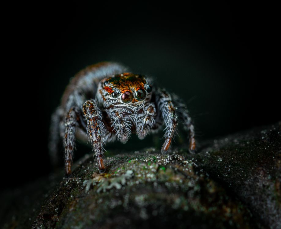 Close-up macro photograph of a spider